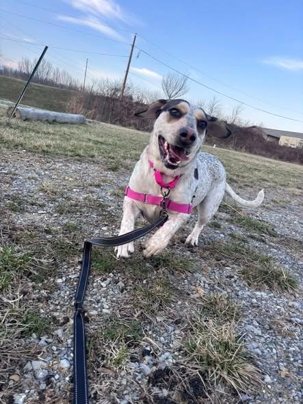 Enlarge Harley (Egret), a Adoptable mixed breed in Christiansburg, VA image 3/6
