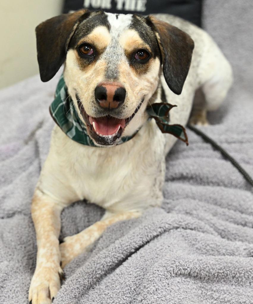 Enlarge Harley (Egret), a Adoptable mixed breed in Christiansburg, VA image 4/6