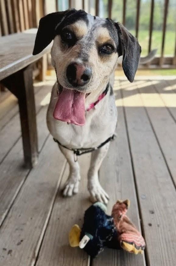 Enlarge Harley (Egret), a Adoptable mixed breed in Christiansburg, VA image 5/6
