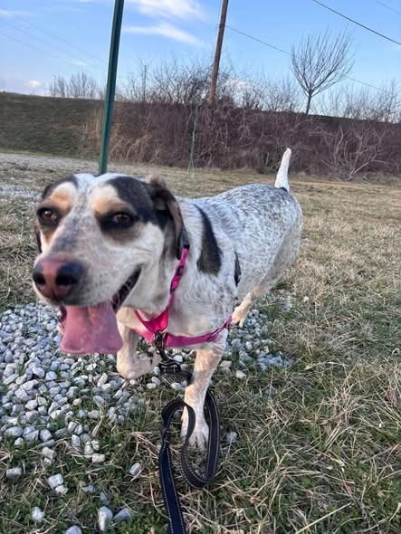 Enlarge Harley (Egret), a Adoptable mixed breed in Christiansburg, VA image 5/6