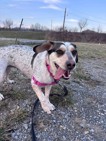 Enlarge Harley (Egret), a Adoptable mixed breed in Christiansburg, VA image 6/6