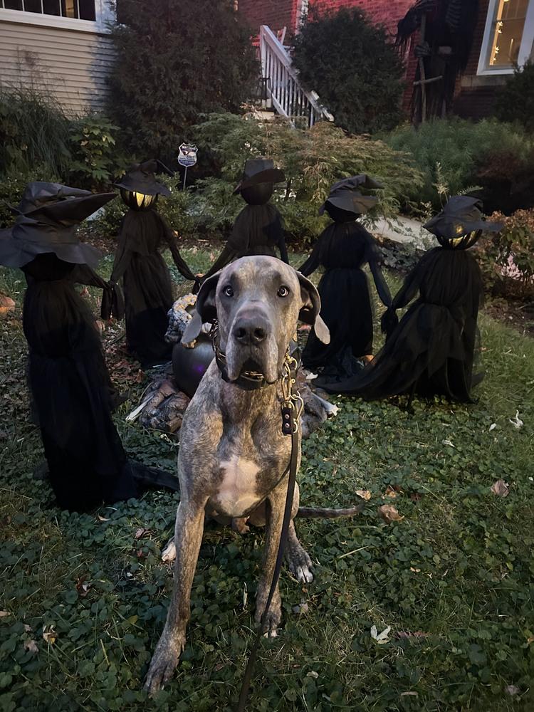 Sir Apollo, Adoptable, Adult Male Great Dane.