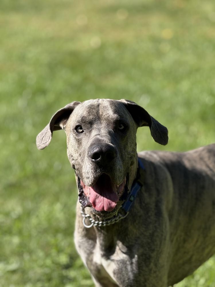 Sir Apollo, a Adoptable Great Dane in Oswego, IL image 2/6