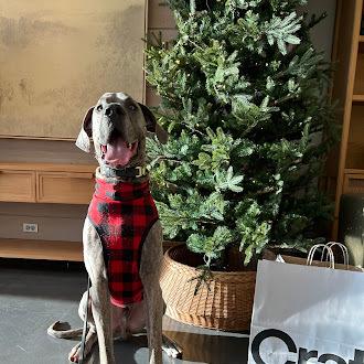 Sir Apollo, a Adoptable Great Dane in Oswego, IL image 3/6