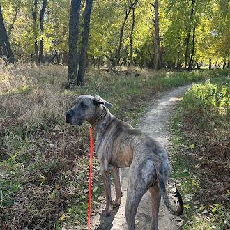 Sir Apollo, a Adoptable Great Dane in Oswego, IL image 4/6