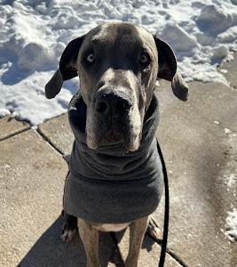 Sir Apollo, a Adoptable Great Dane in Oswego, IL image 5/6
