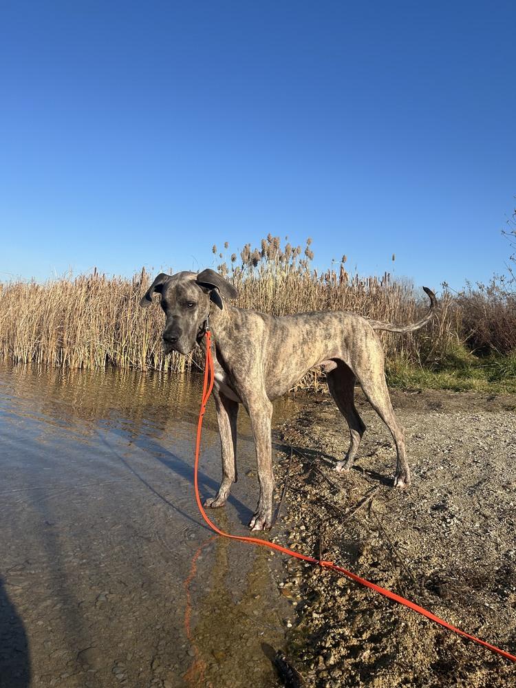 Sir Apollo, a Adoptable Great Dane in Oswego, IL image 6/6