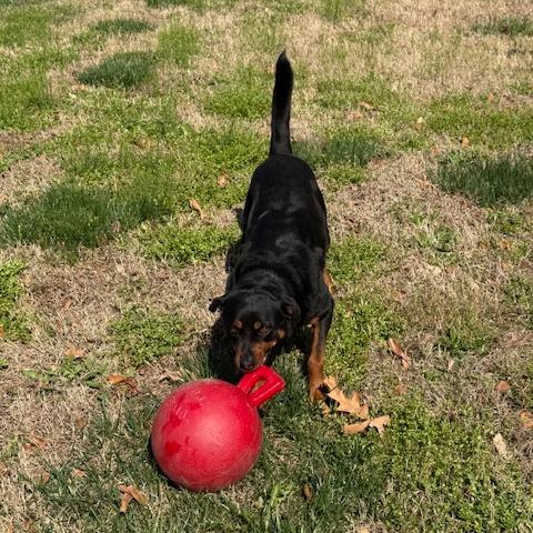 Enlarge Rosie, a Adoptable mixed breed in Chesapeake, VA image 1/6