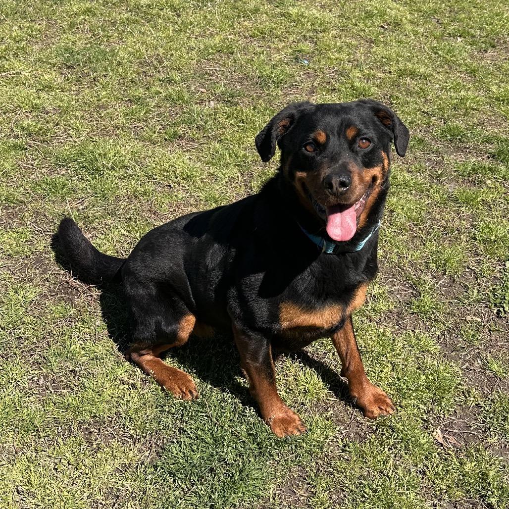 Enlarge Rosie, a Adoptable mixed breed in Chesapeake, VA image 2/6