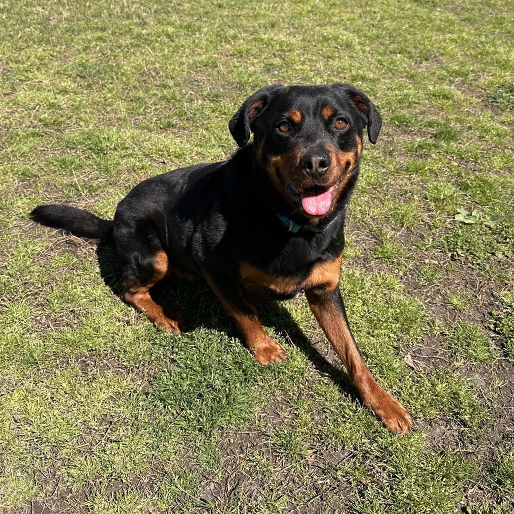 Enlarge Rosie, a Adoptable mixed breed in Chesapeake, VA image 3/6