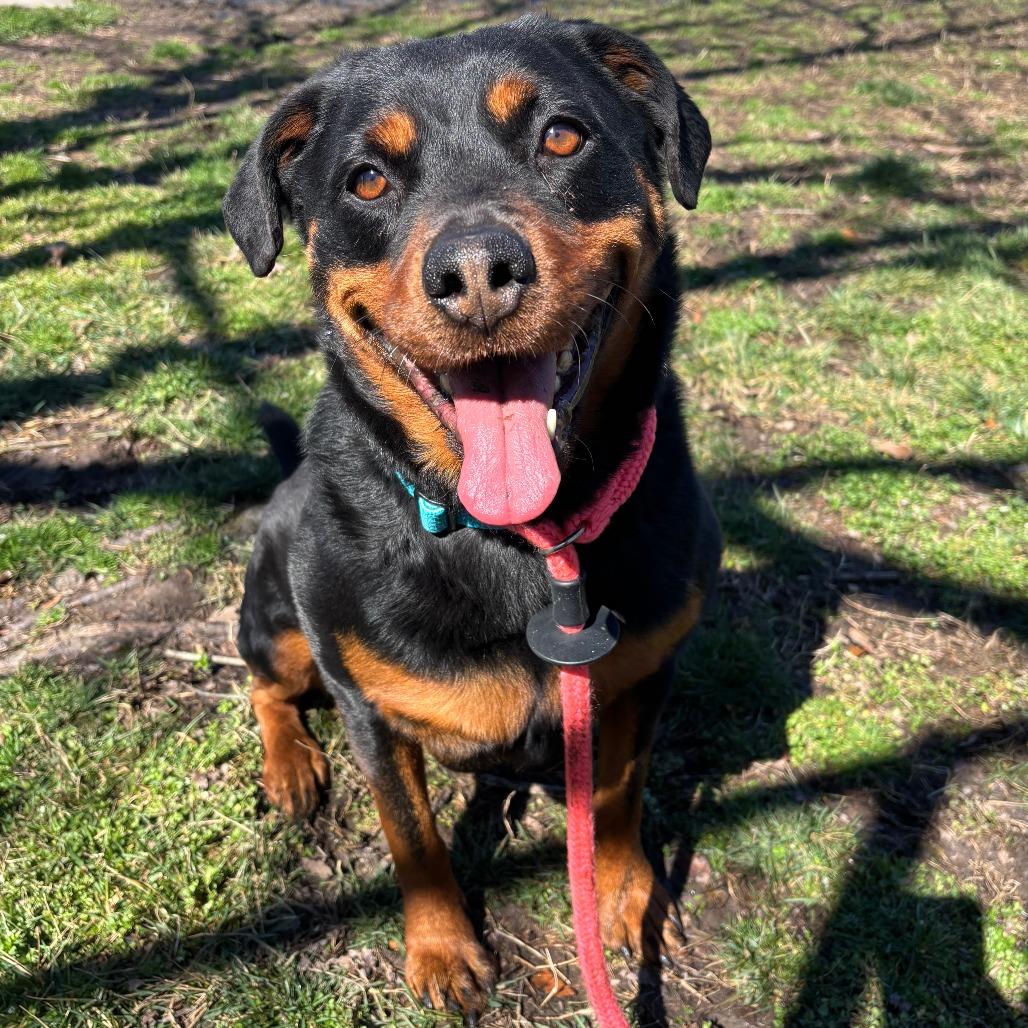 Rosie, Adoptable, Adult Female Rottweiler.