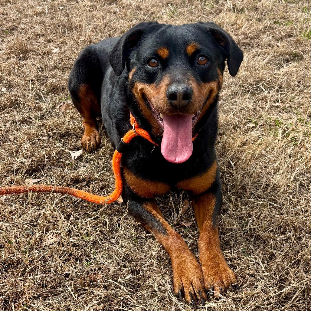 Enlarge Rosie, a Adoptable mixed breed in Chesapeake, VA image 5/6