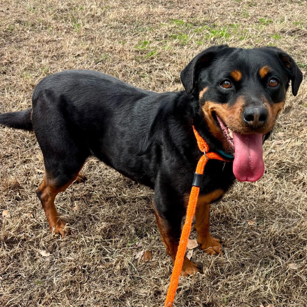 Enlarge Rosie, a Adoptable mixed breed in Chesapeake, VA image 6/6