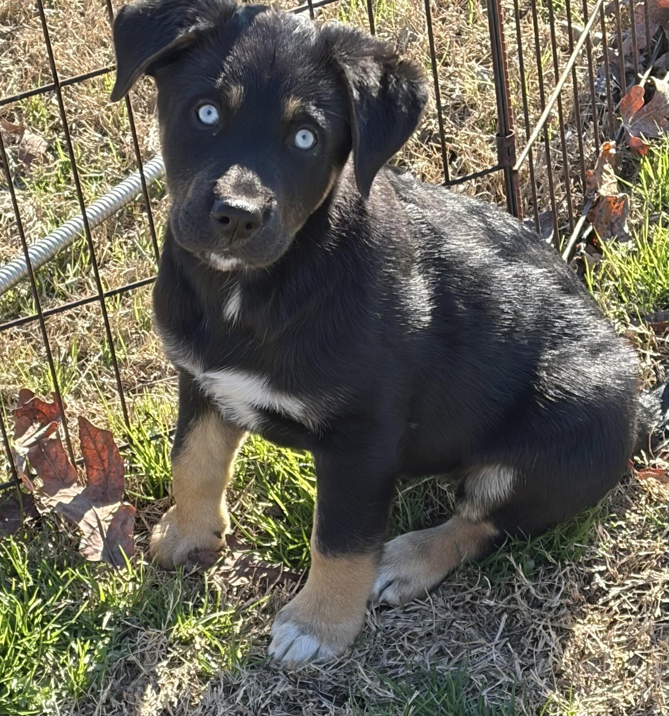 WINNIE, an adopted mixed breed in Dumont, NJ image 1/4