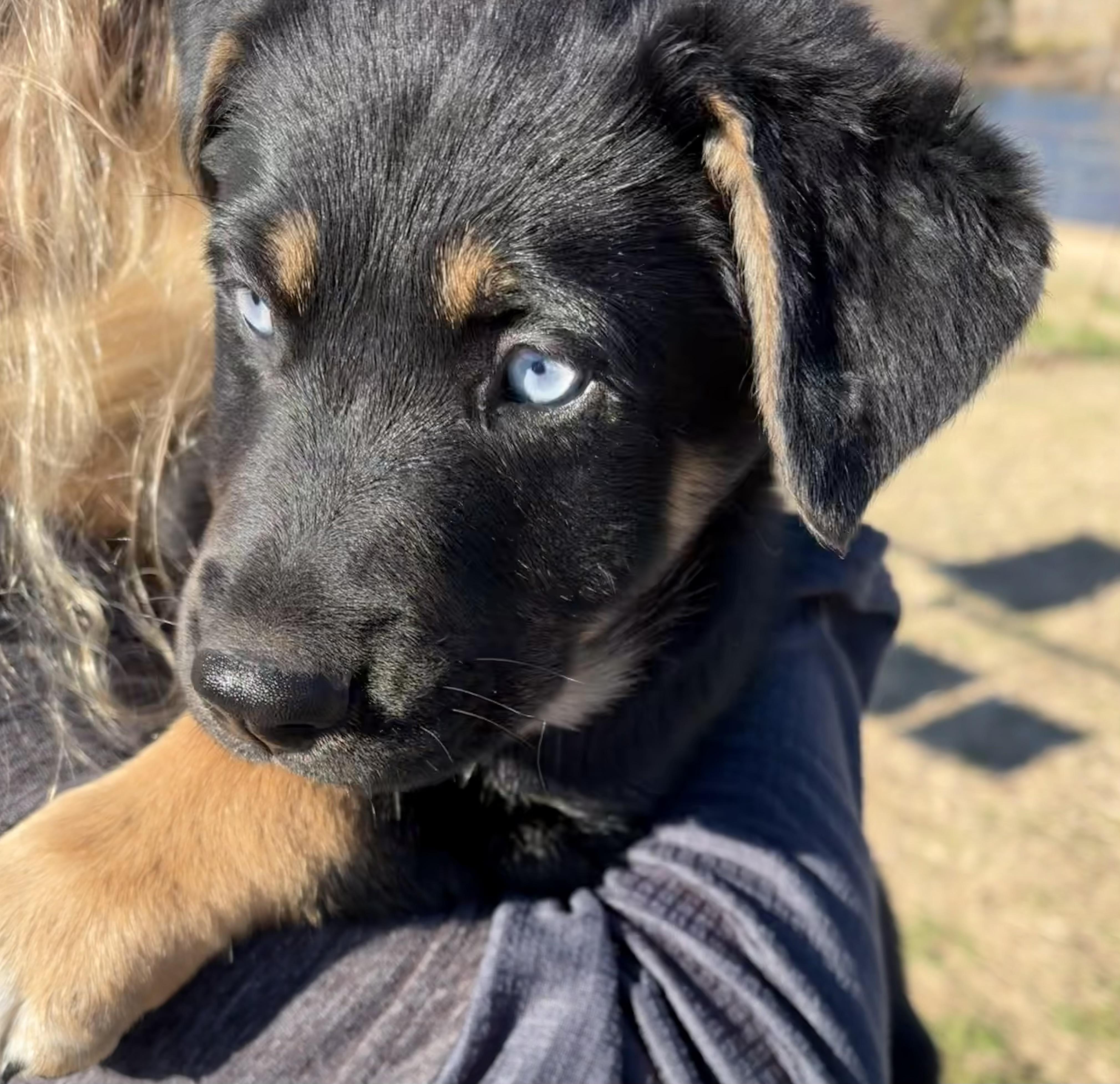 WINNIE, an adopted mixed breed in Dumont, NJ image 4/4
