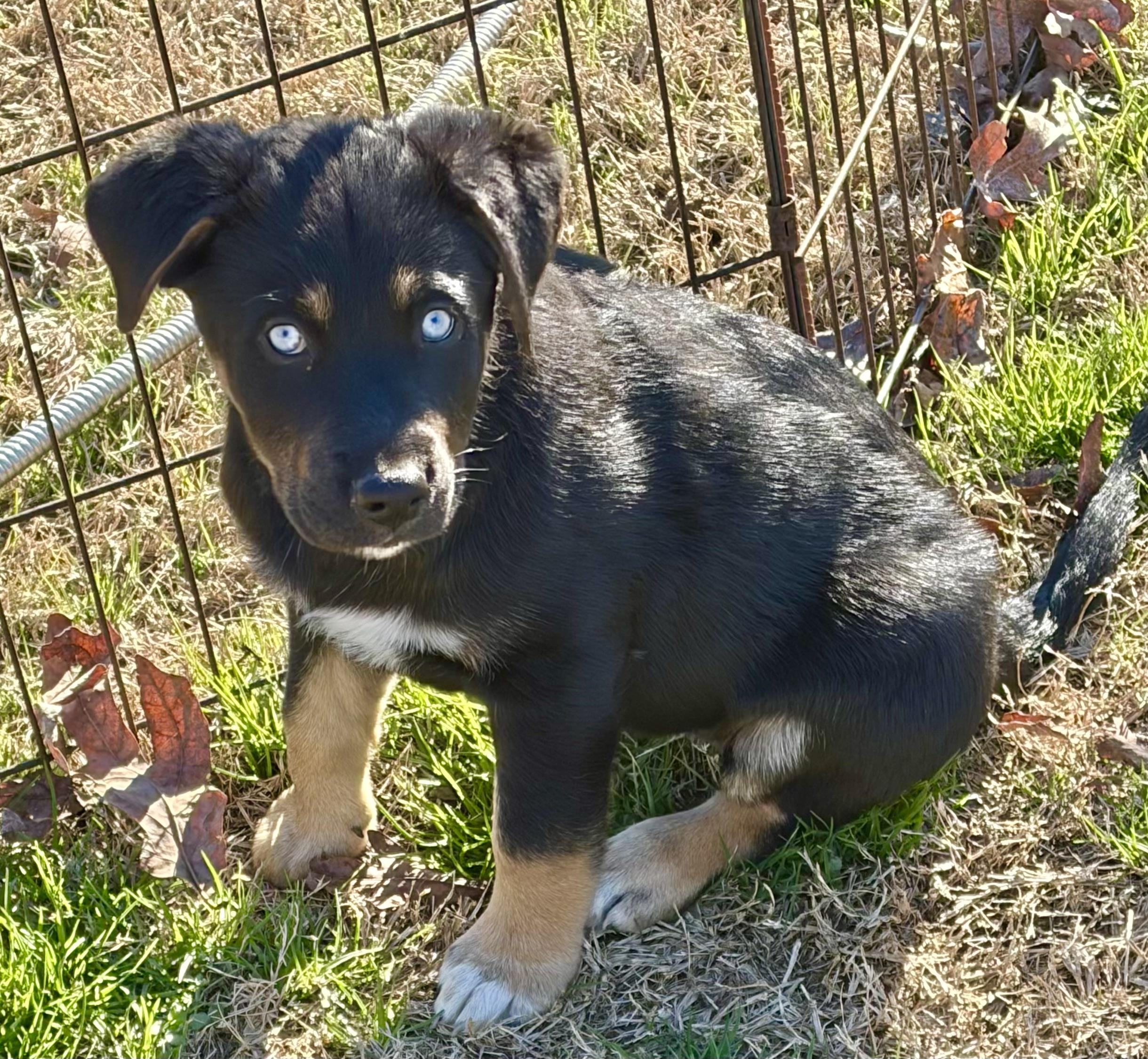 WINNIE, an adopted mixed breed in Dumont, NJ image 3/4