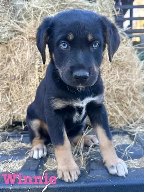 WINNIE, an adopted mixed breed in Dumont, NJ image 2/4