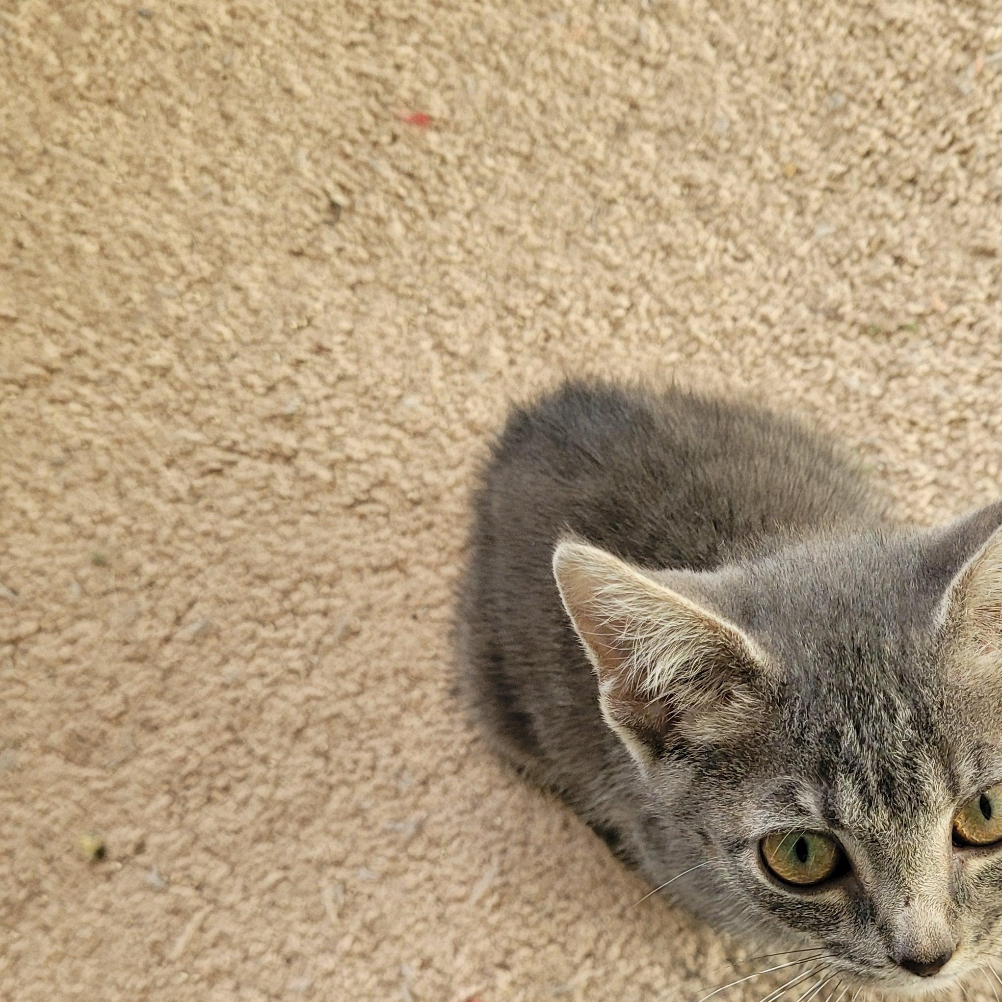 Enlarge Kindred, a Adopted Tabby in Maple Shade, NJ image 2/5