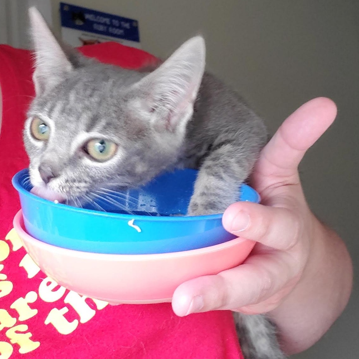 Enlarge Kindred, a Adopted Tabby in Maple Shade, NJ image 5/5