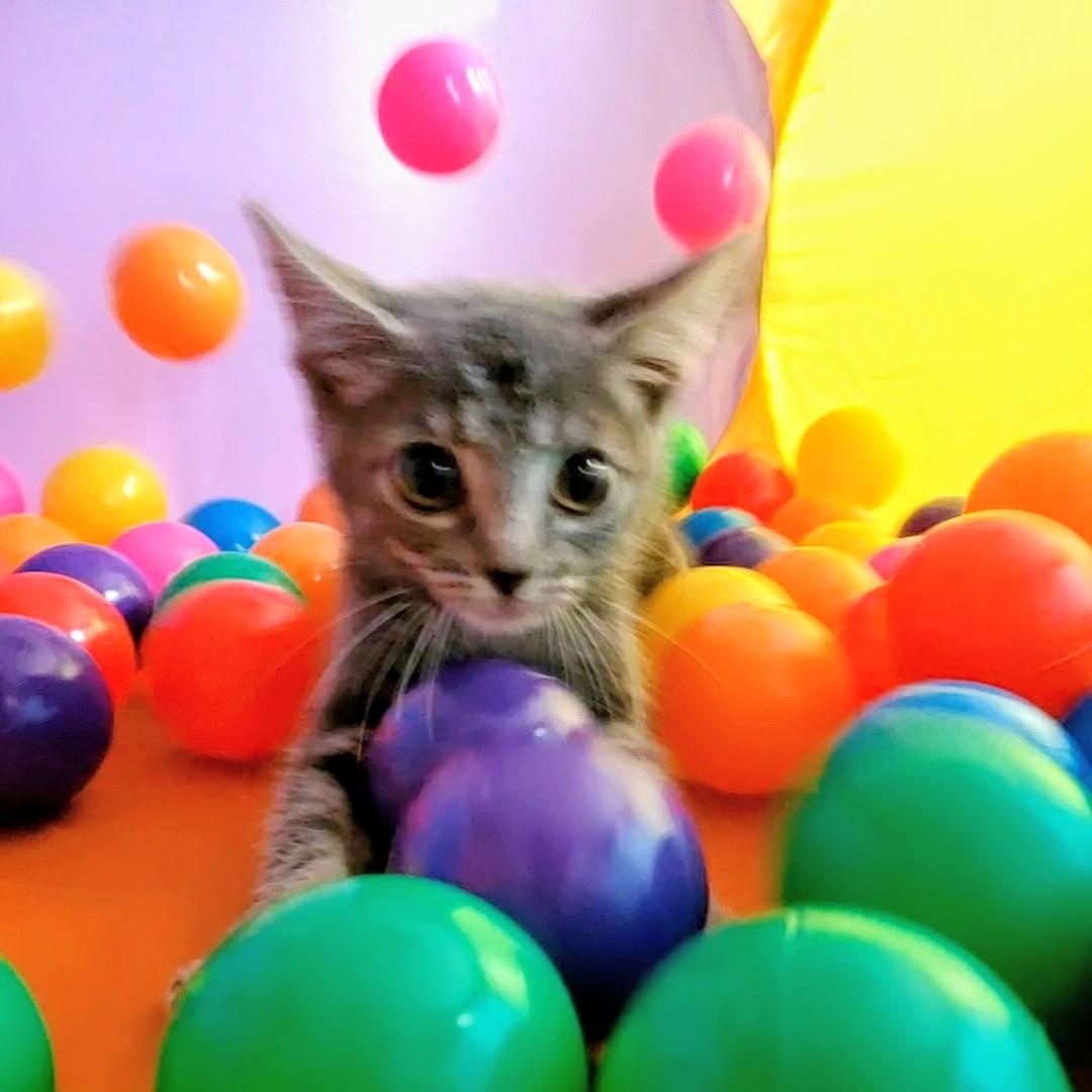 Kindred, Adopted, Kitten Female Tabby.