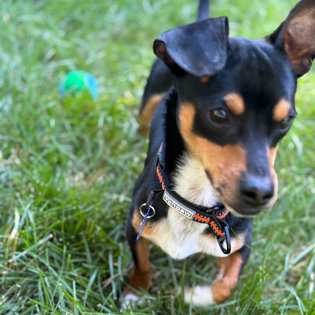 Enlarge Noodle, an adopted mixed breed in Columbia, MD image 4/5