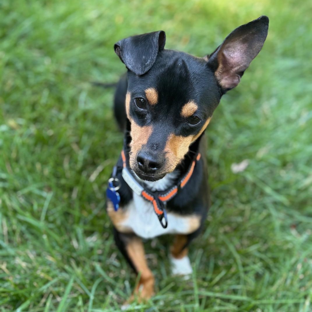 Noodle, adopted, Young Male Mixed Breed.