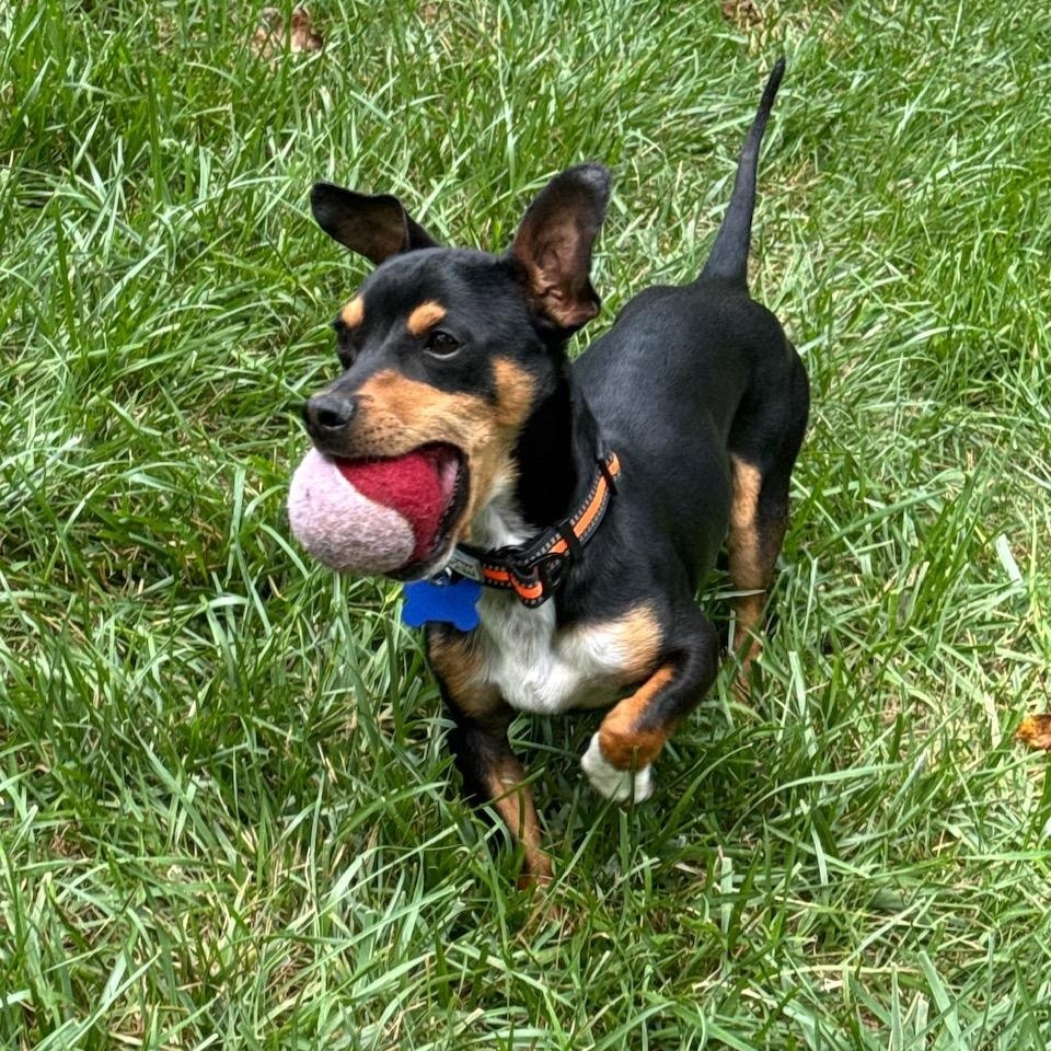 Enlarge Noodle, an adopted mixed breed in Columbia, MD image 2/5