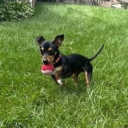 Enlarge Noodle, an adopted mixed breed in Columbia, MD image 3/5