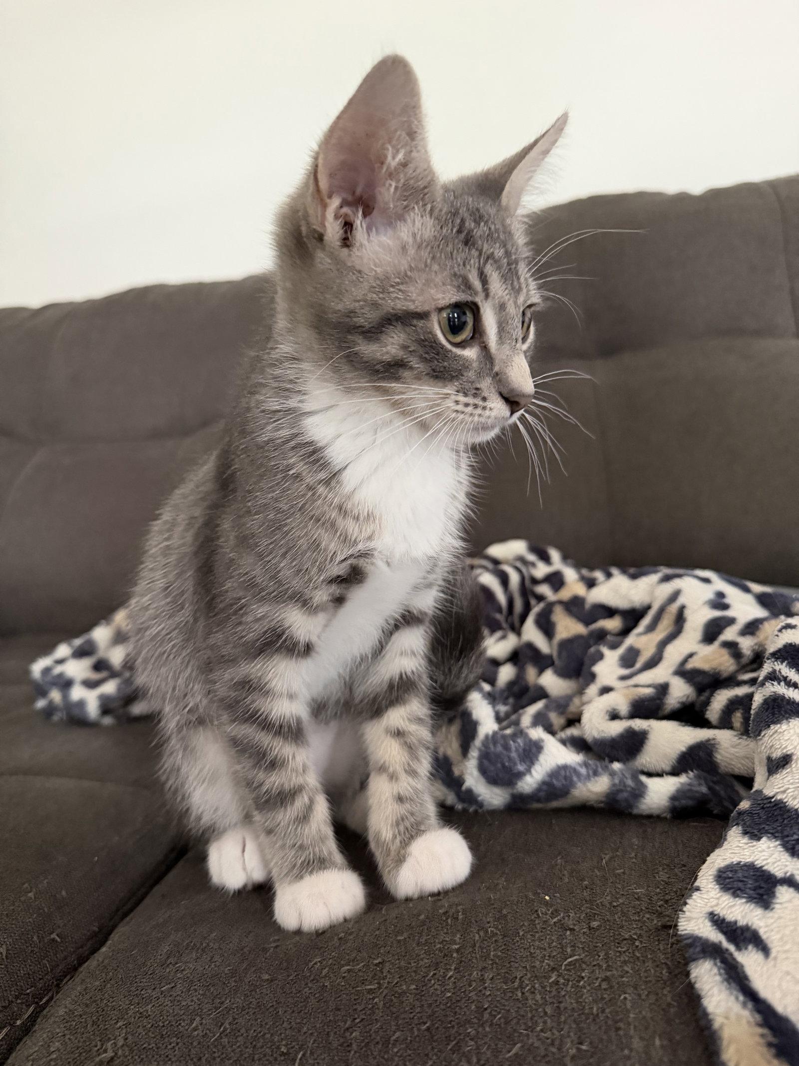 Cosmo, Adopted, Kitten Male Domestic Short Hair.