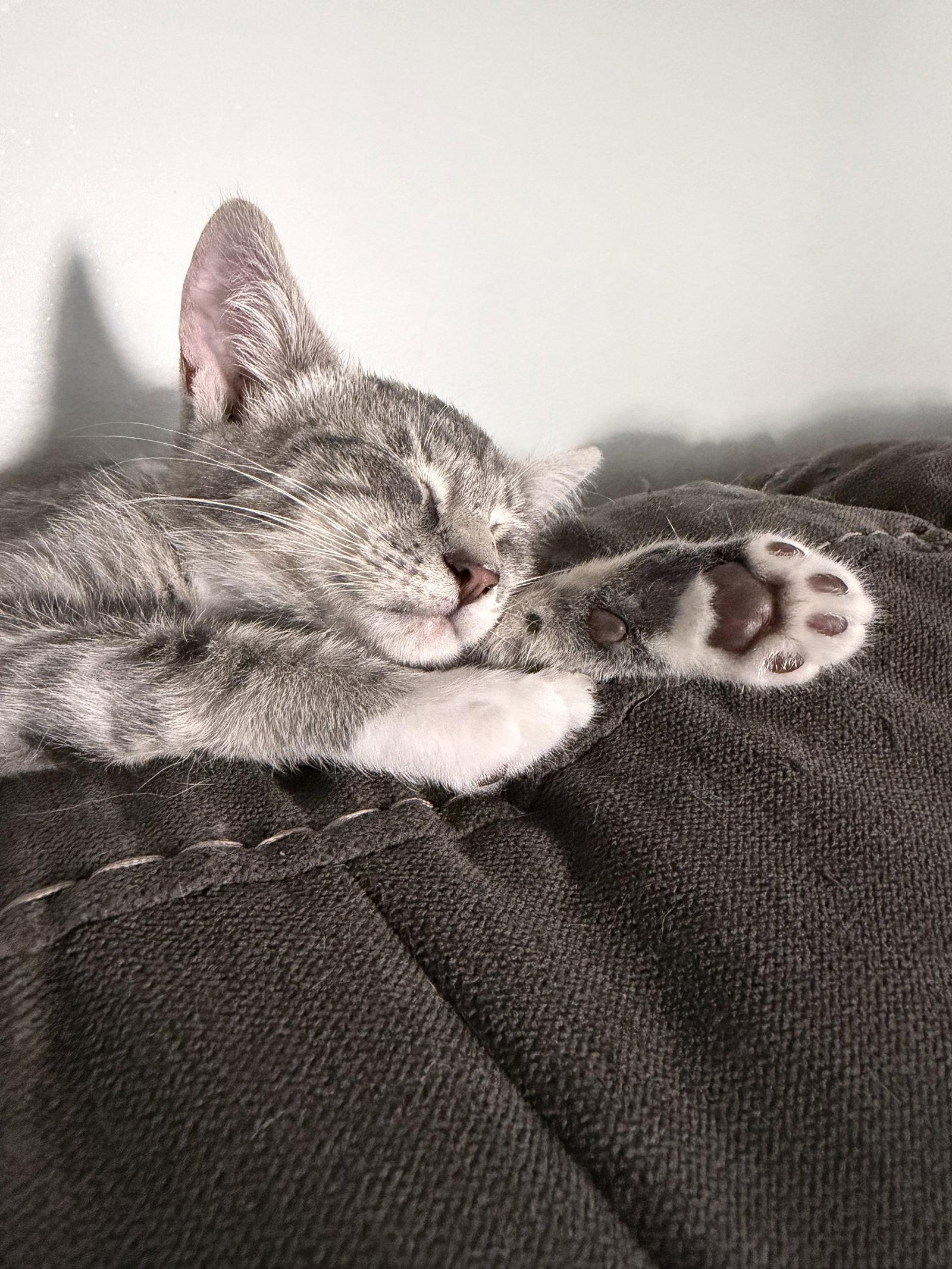 Cosmo, a Adopted Domestic Short Hair in East Derry, NH image 2/3
