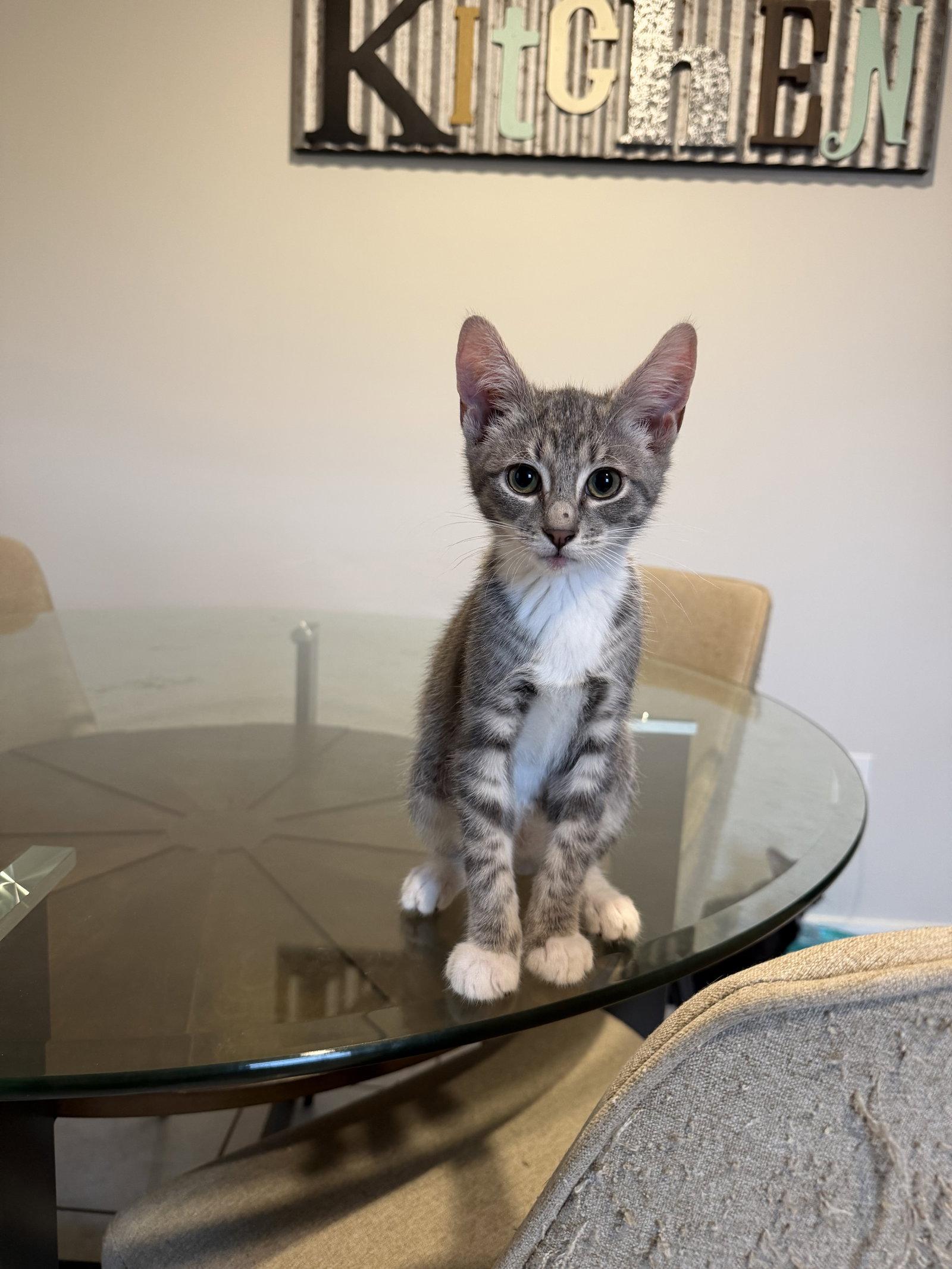 Cosmo, a Adopted Domestic Short Hair in East Derry, NH image 3/3