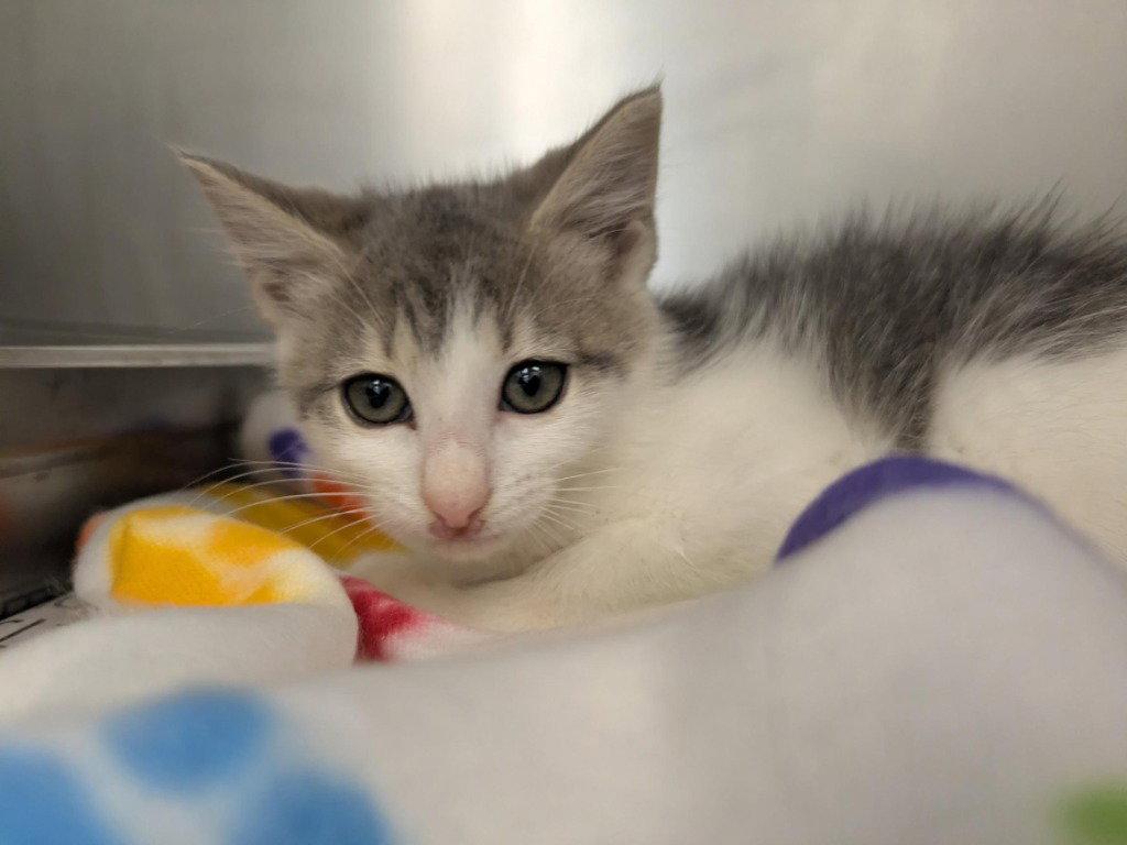 CA 120 Feta, Adoptable, Kitten Female Domestic Short Hair.