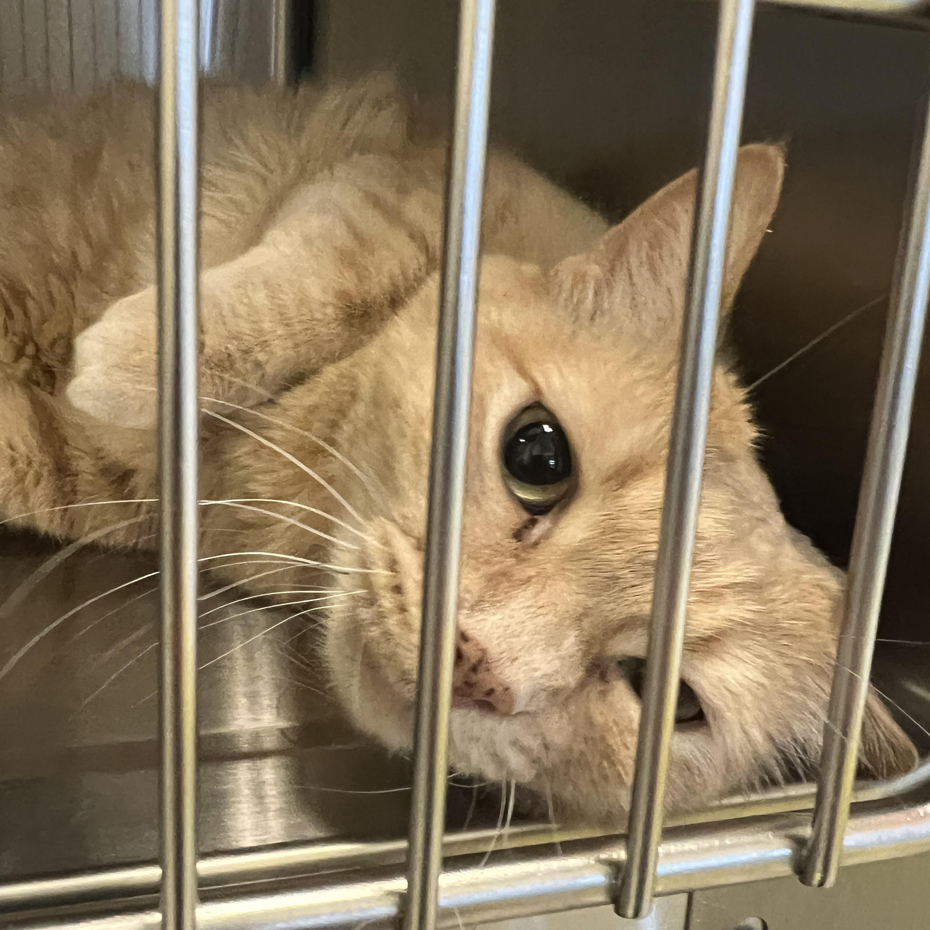 Enlarge Nila, a ADOPTABLE Domestic Short Hair in Spokane, WA image 2/3