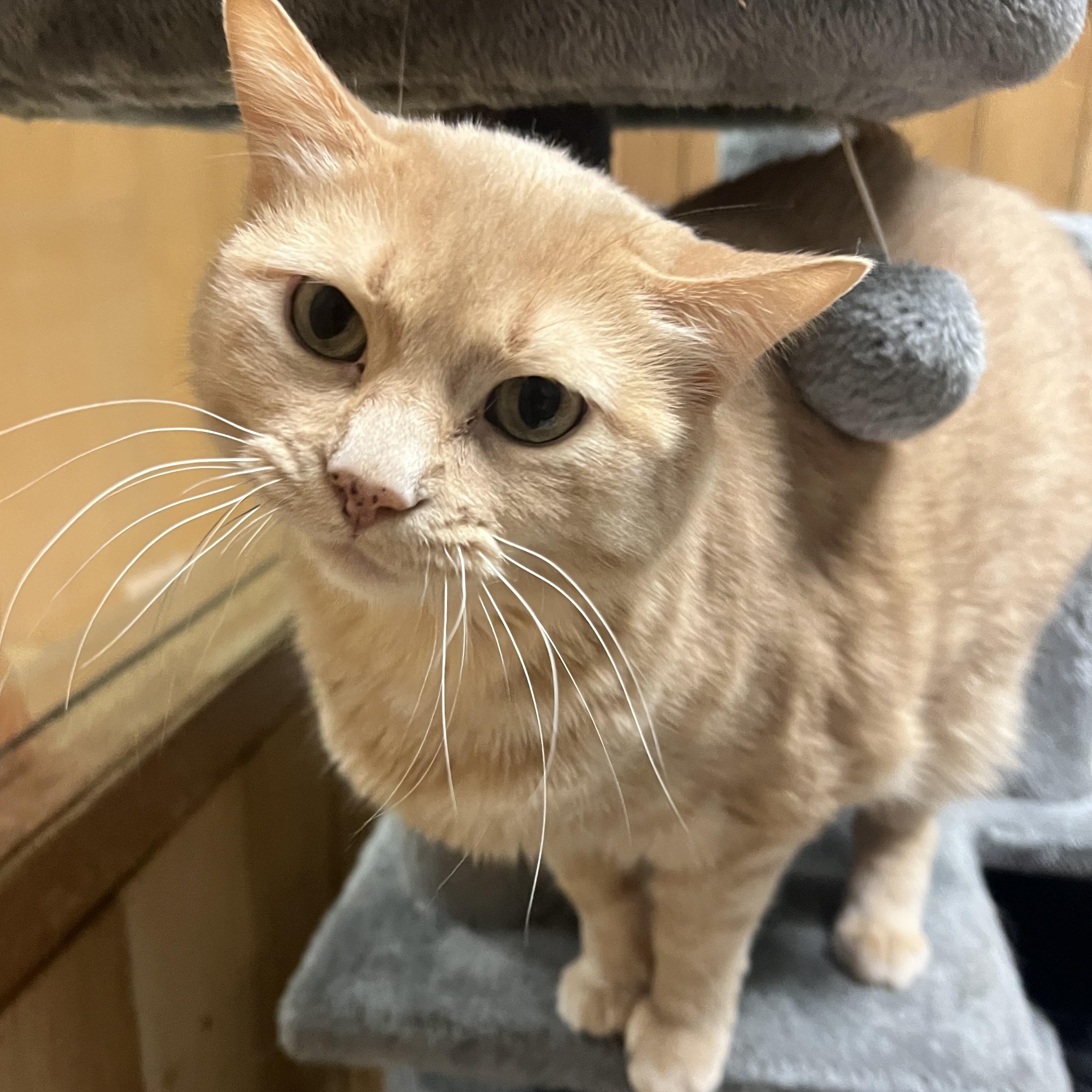 Nila, ADOPTABLE, Adult Female Domestic Short Hair.