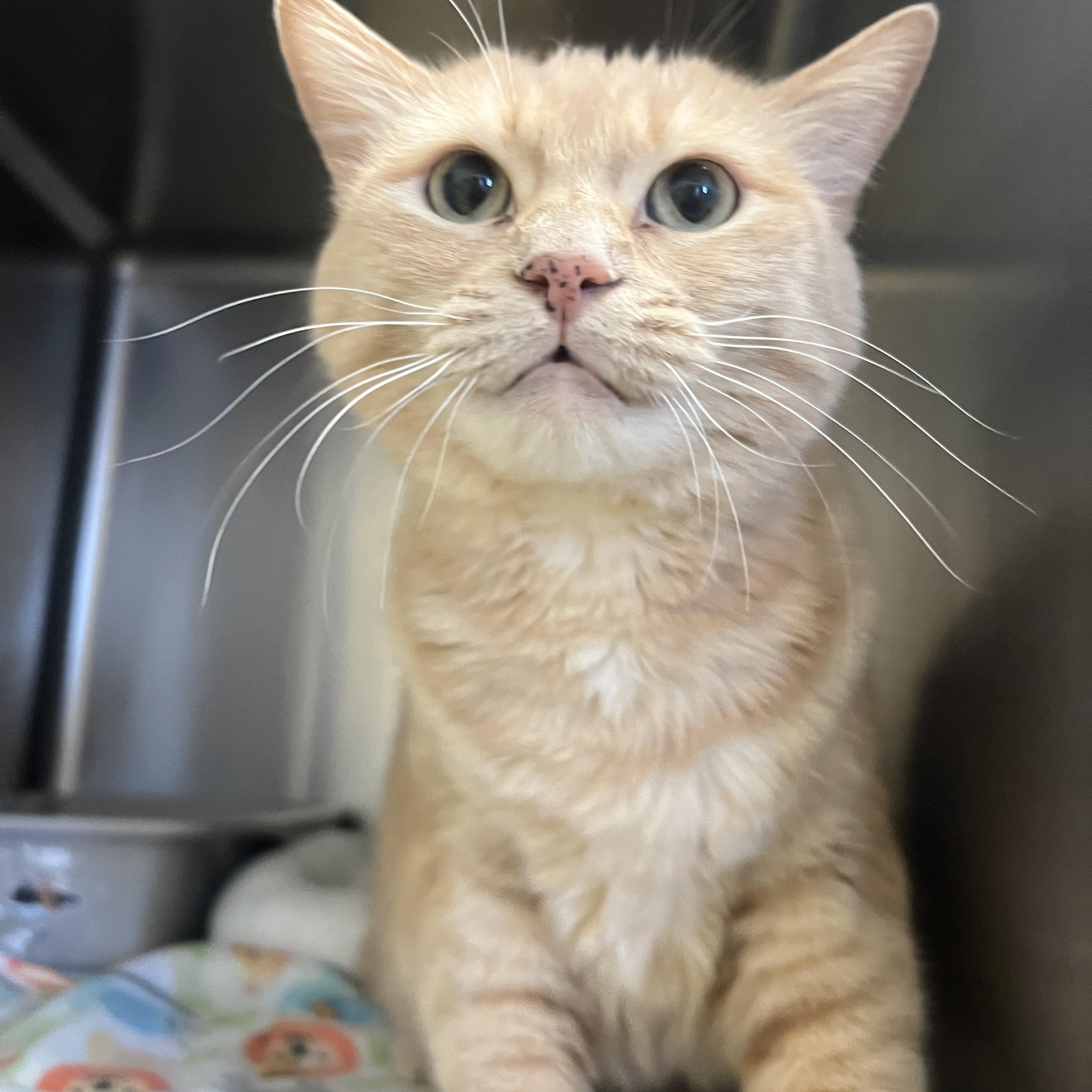 Nila, ADOPTABLE, Adult Female Domestic Short Hair.