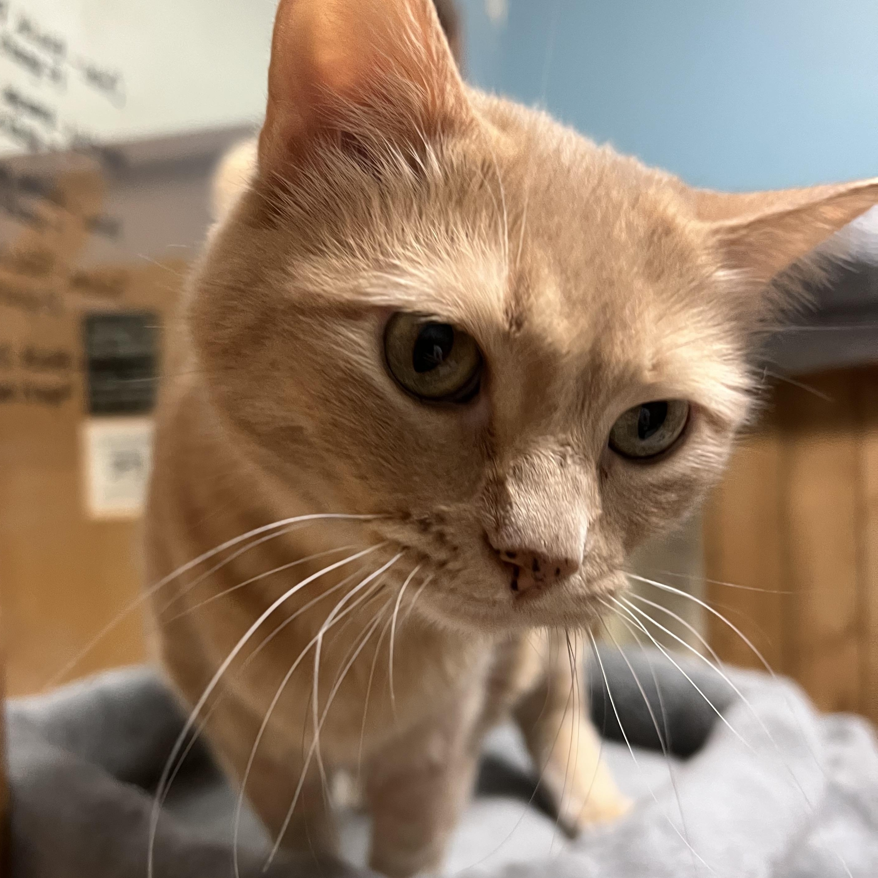 Nila, a ADOPTABLE Domestic Short Hair in Spokane, WA image 3/3