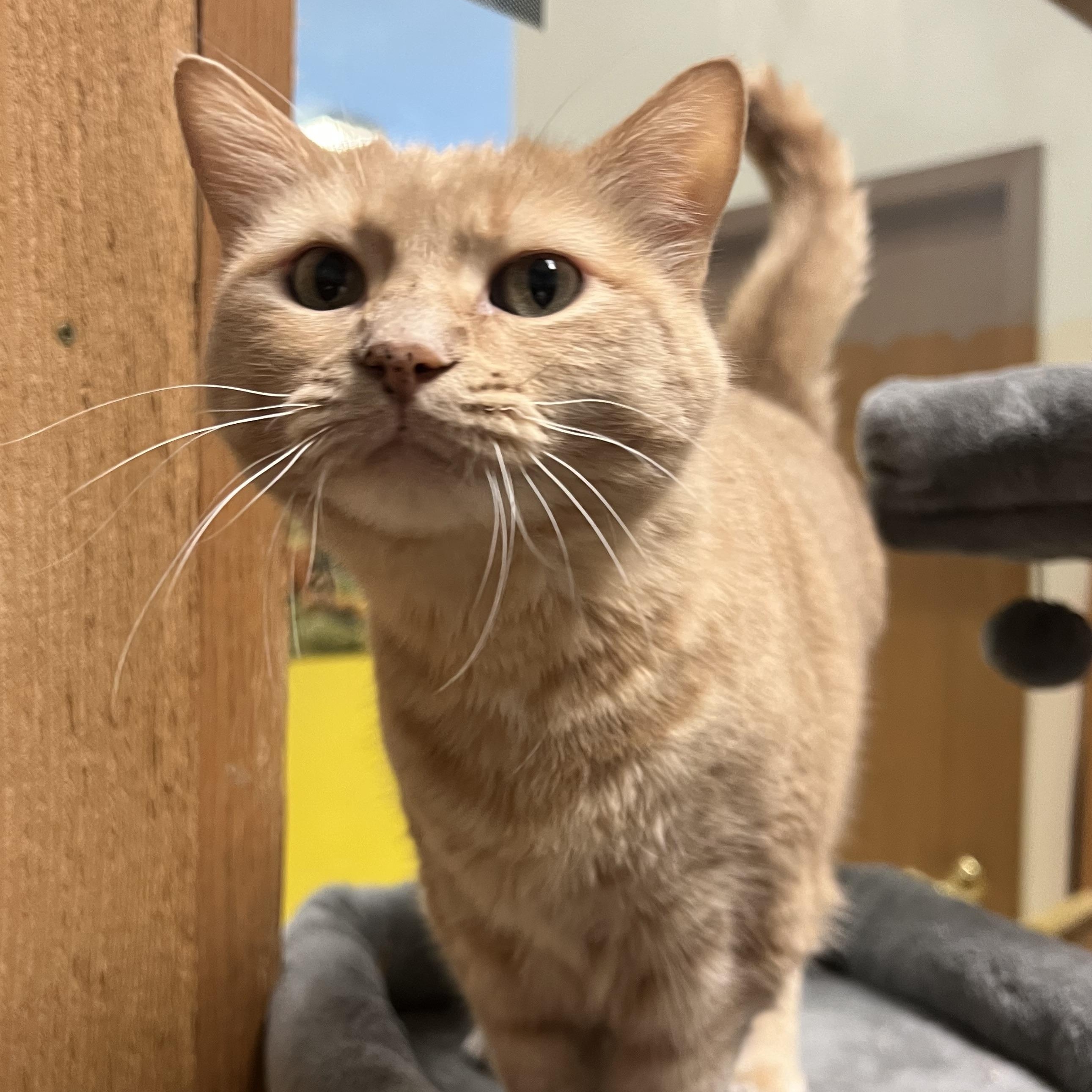 Nila, a ADOPTABLE Domestic Short Hair in Spokane, WA image 2/3