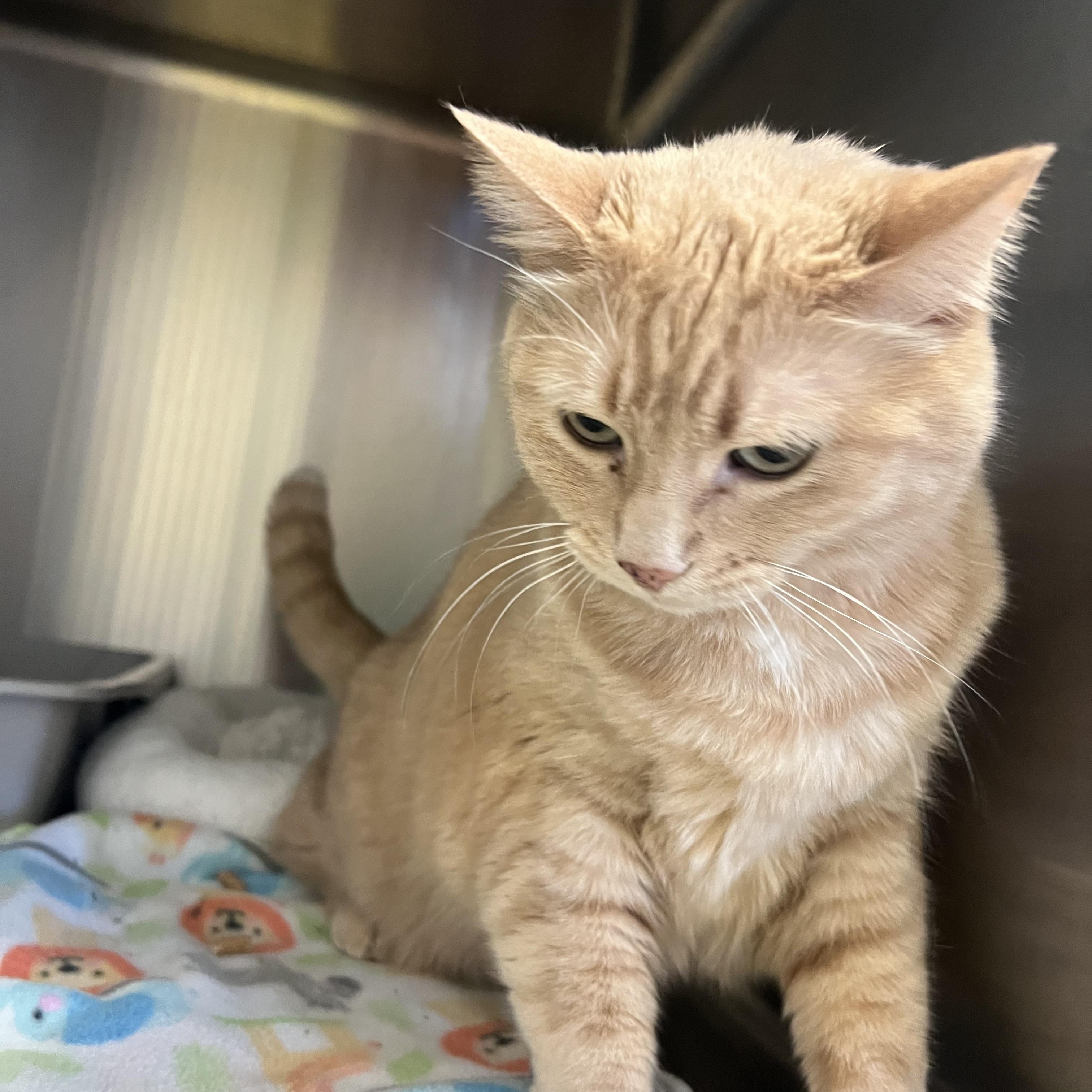 Enlarge Nila, a ADOPTABLE Domestic Short Hair in Spokane, WA image 3/3