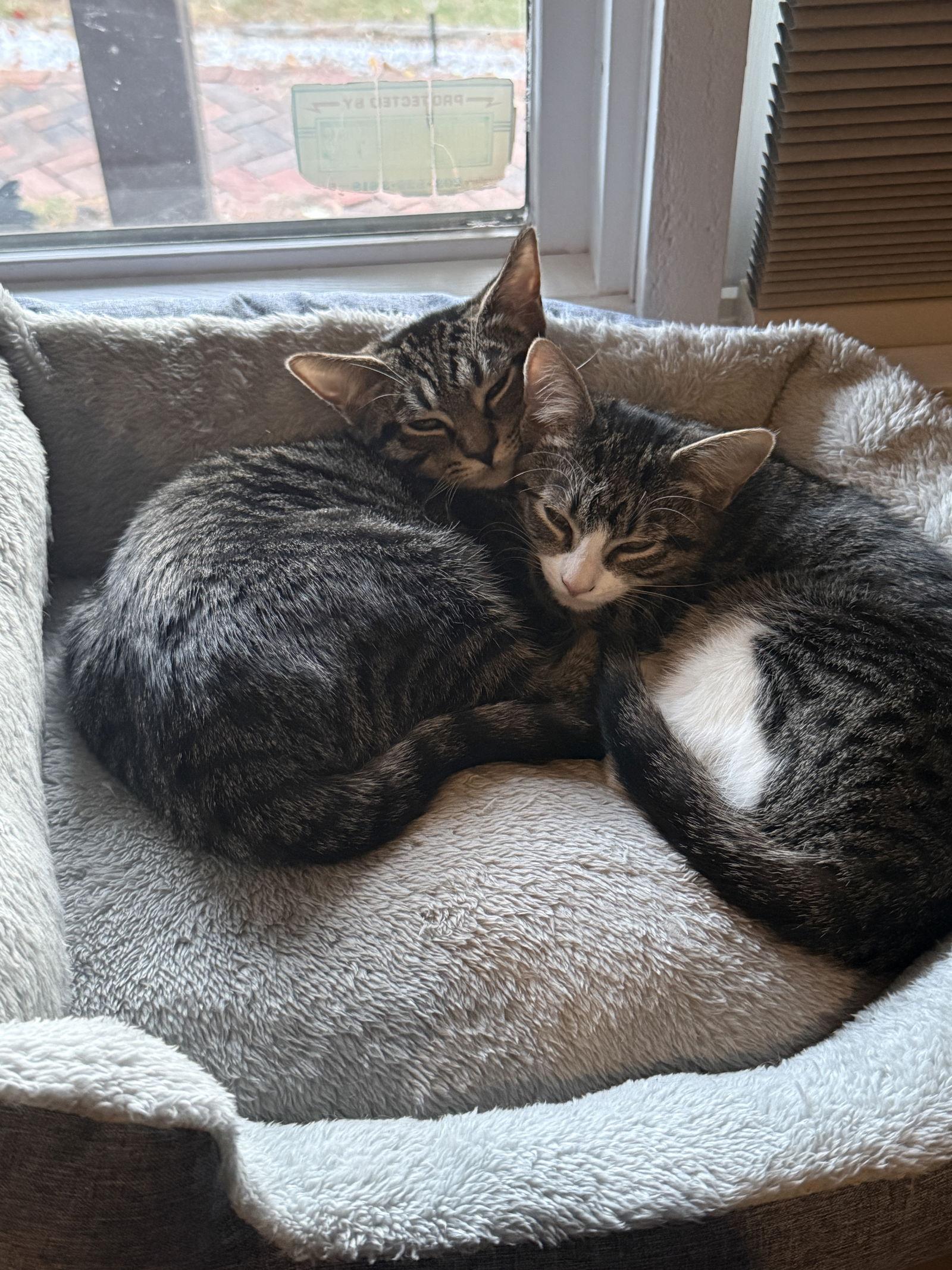 Enlarge Honey Bee - BONDED PAIR, a Adoptable Domestic Short Hair in Naugatuck, CT image 2/3