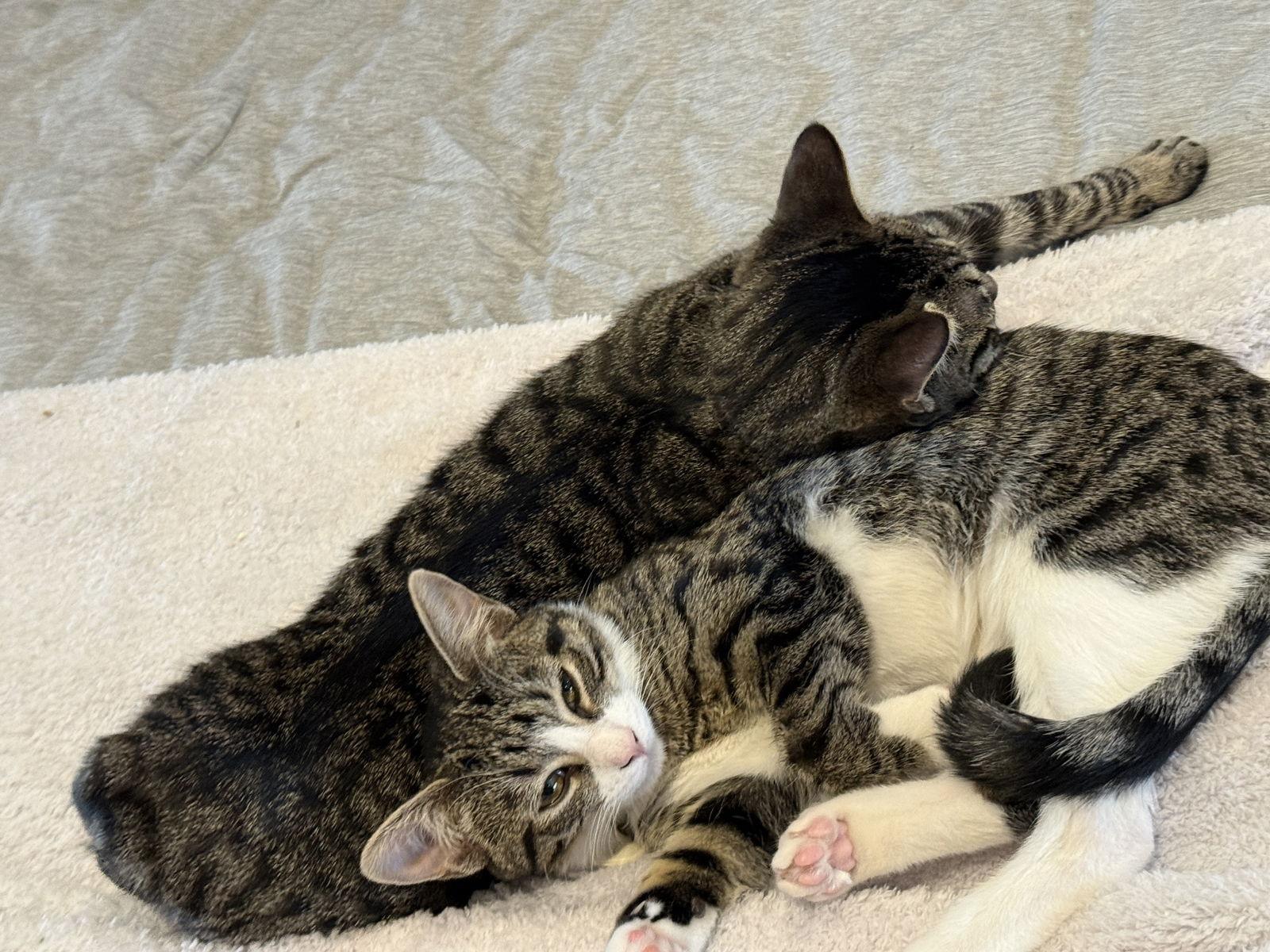 Enlarge Honey Bee - BONDED PAIR, a Adoptable Domestic Short Hair in Naugatuck, CT image 3/3