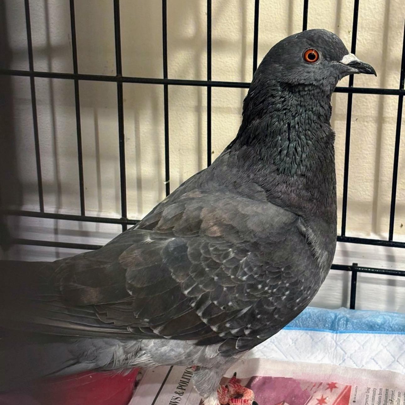 Tembo, Adoptable, Adult Unknown Pigeon.
