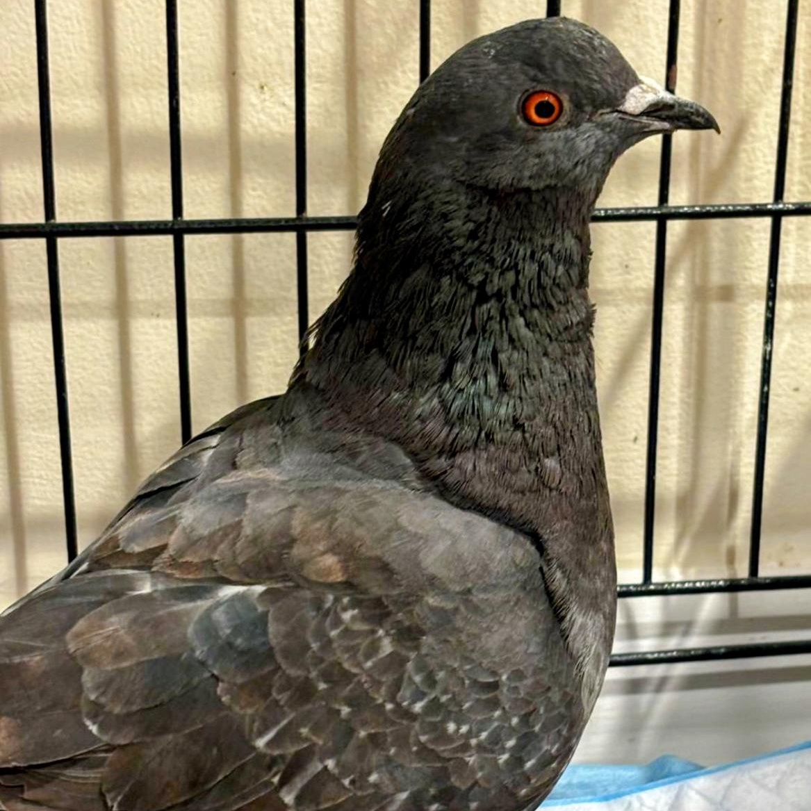 Tembo, a Adoptable Pigeon in Chicago, IL image 2/3