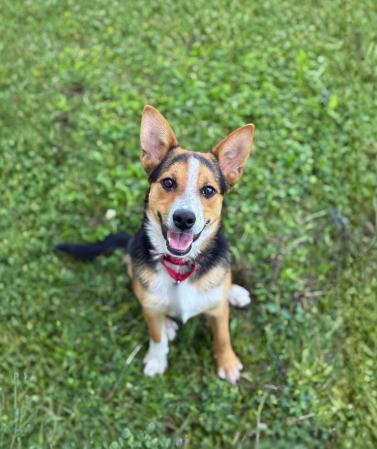 GUY, ADOPTABLE, Young Male Cattle Dog.