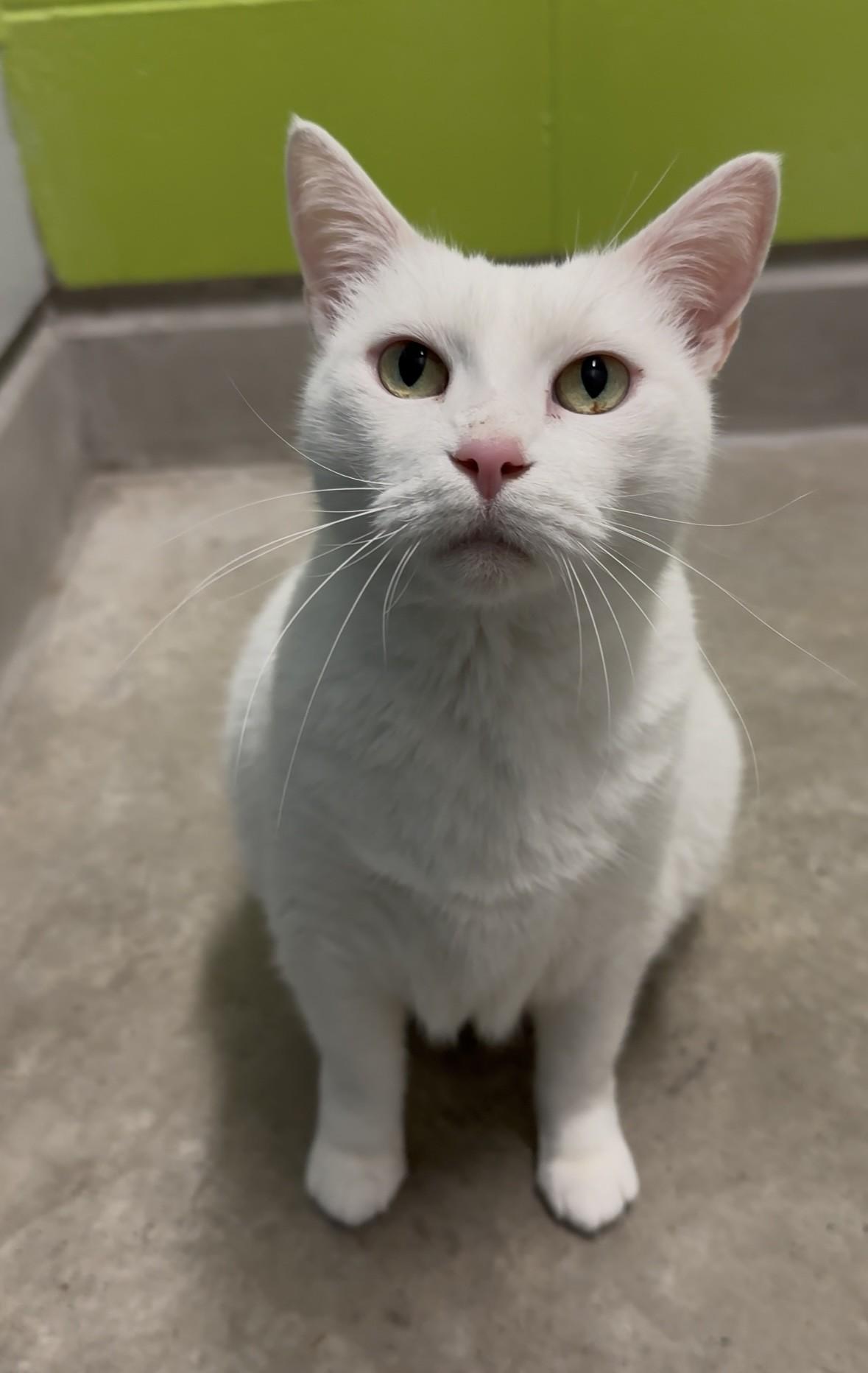 Enlarge Carly, a Adoptable Domestic Short Hair in Delta, BC image 1/2