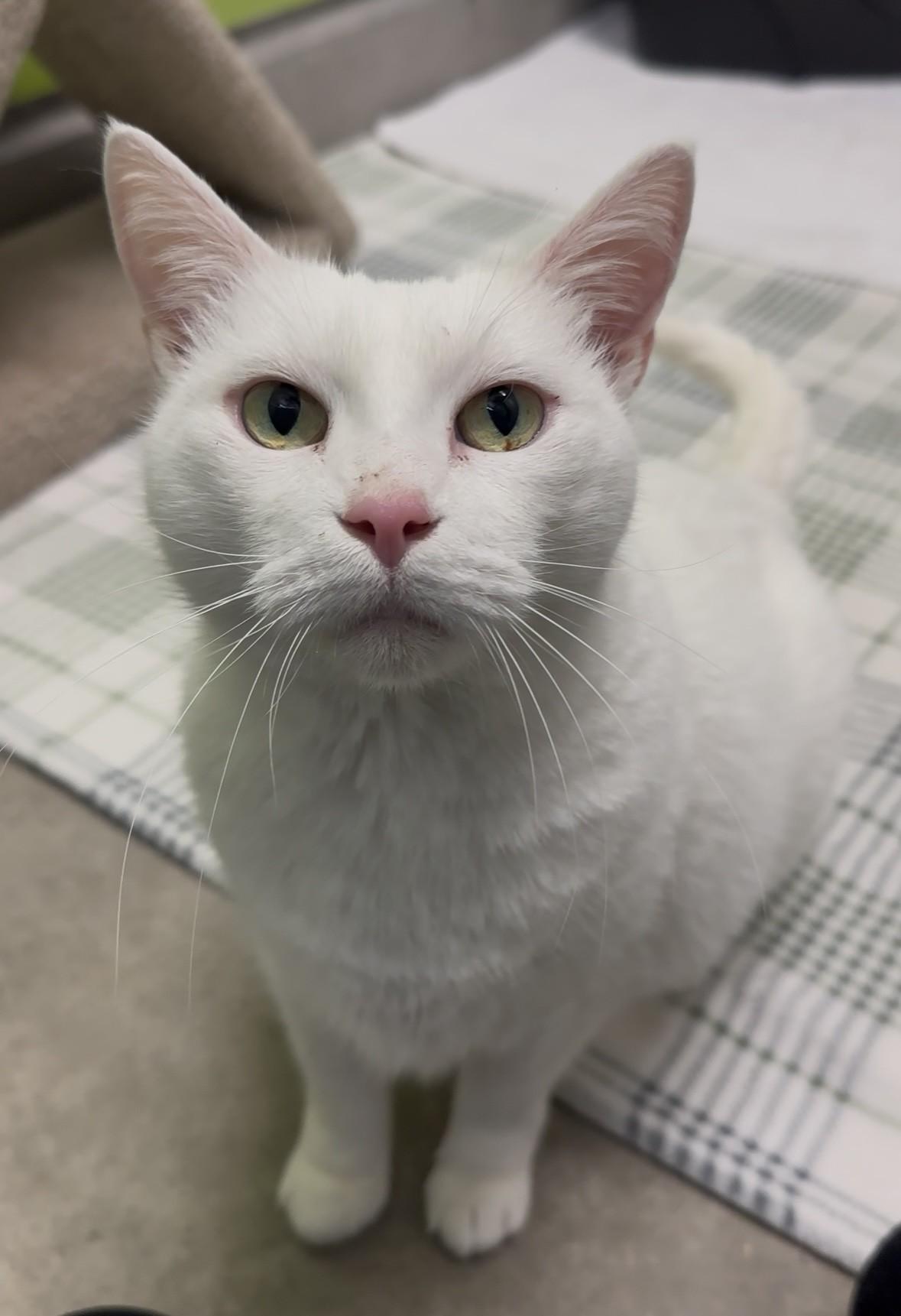 Enlarge Carly, a Adoptable Domestic Short Hair in Delta, BC image 2/2