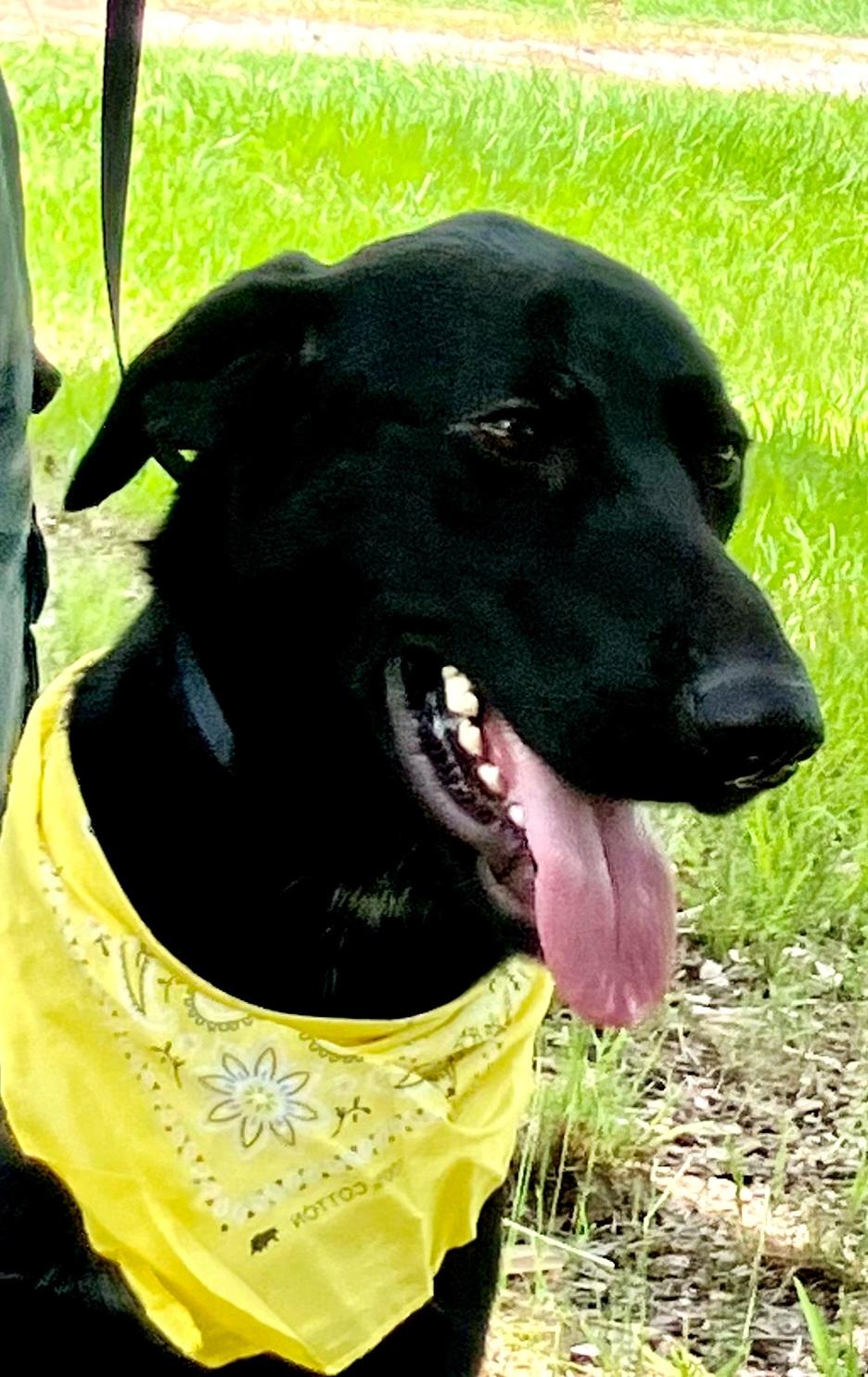 Murray - Fostered in Massachusetts photo 3