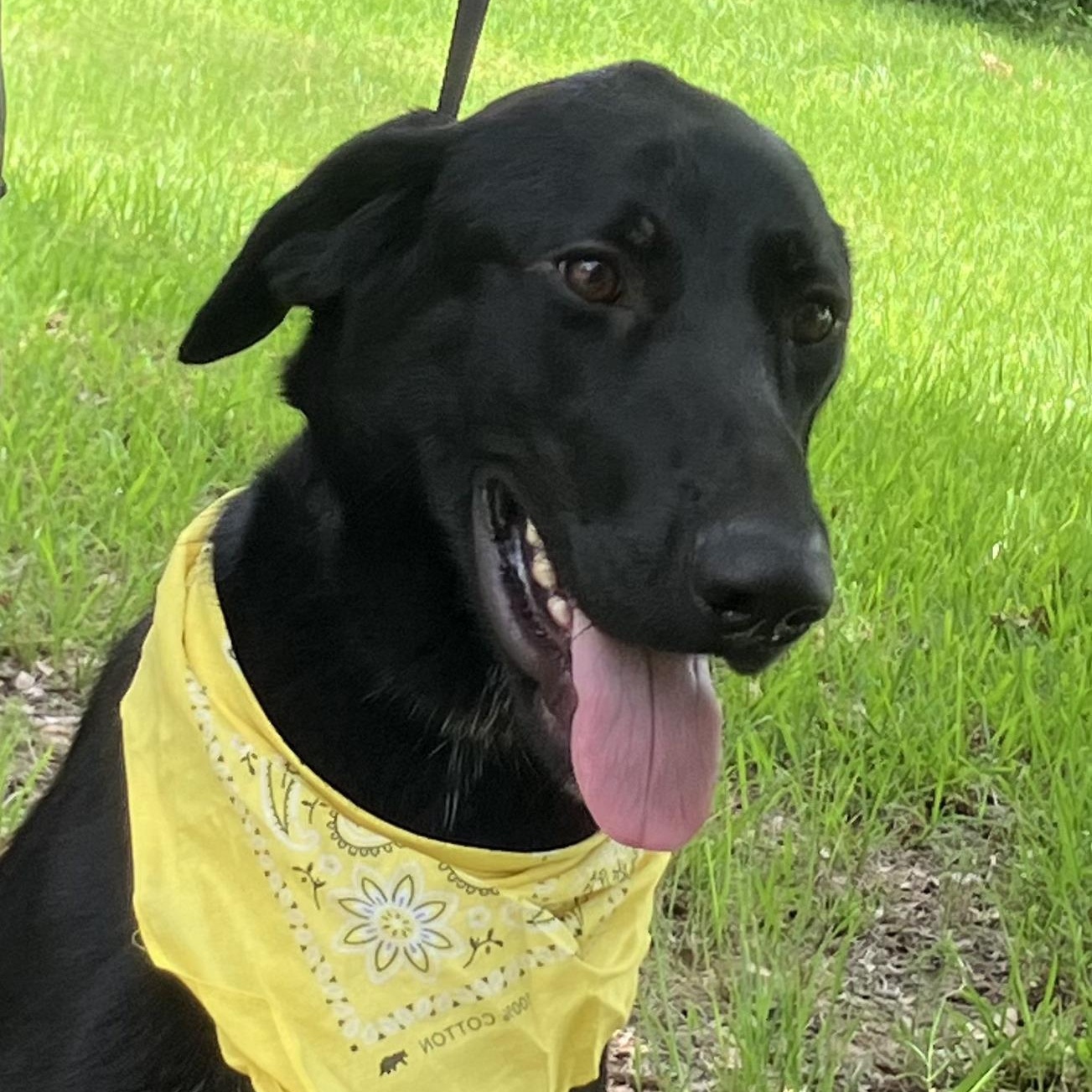 Murray, Young Male Black Labrador Retriever