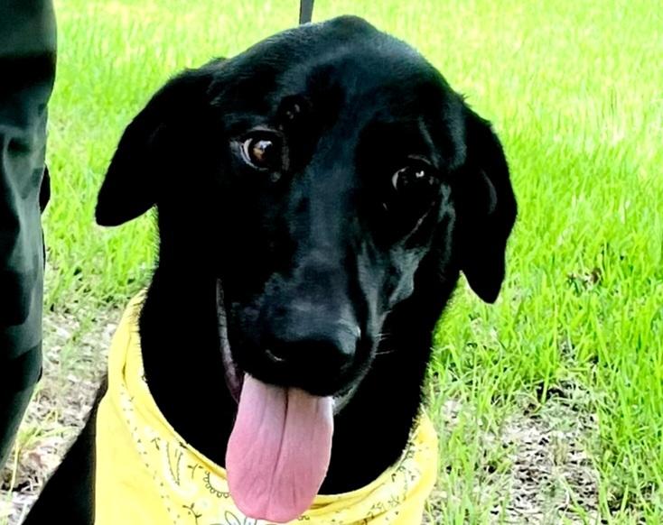 Murray - Fostered in Massachusetts photo 6