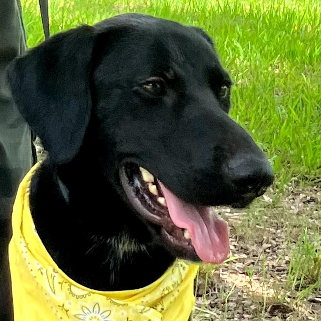 Murray - Fostered in Massachusetts, Young Male unknown