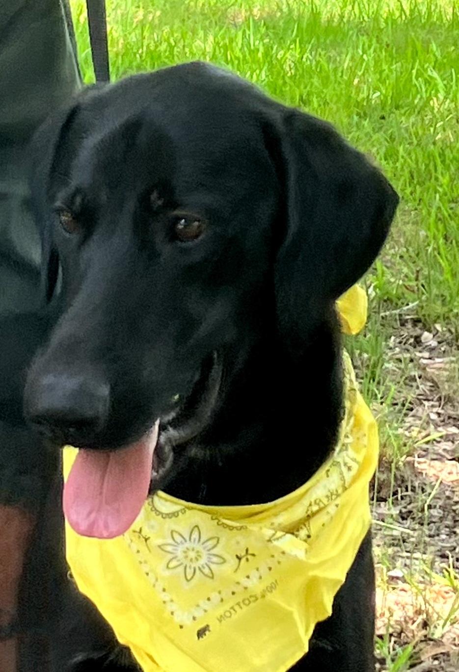 Murray - Fostered in Massachusetts photo 4